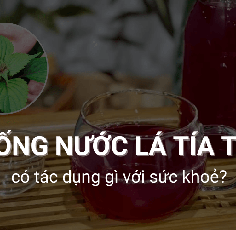 Uống nước lá tía tô có tác dụng gì? 7 Tác dụng tuyệt vời với sức khoẻ